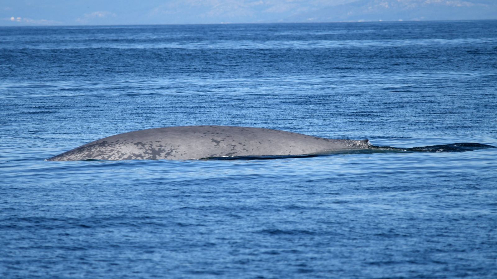 Foto: Una de las ballenas azules avistadas en Galicia (BDRI)