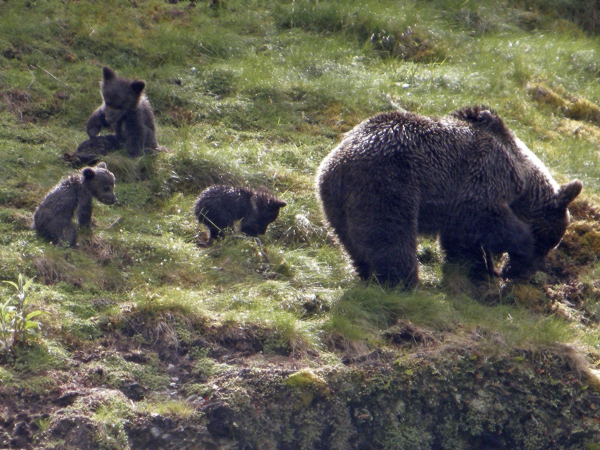 Foto: Familia de osos en Asturias. (EFE)