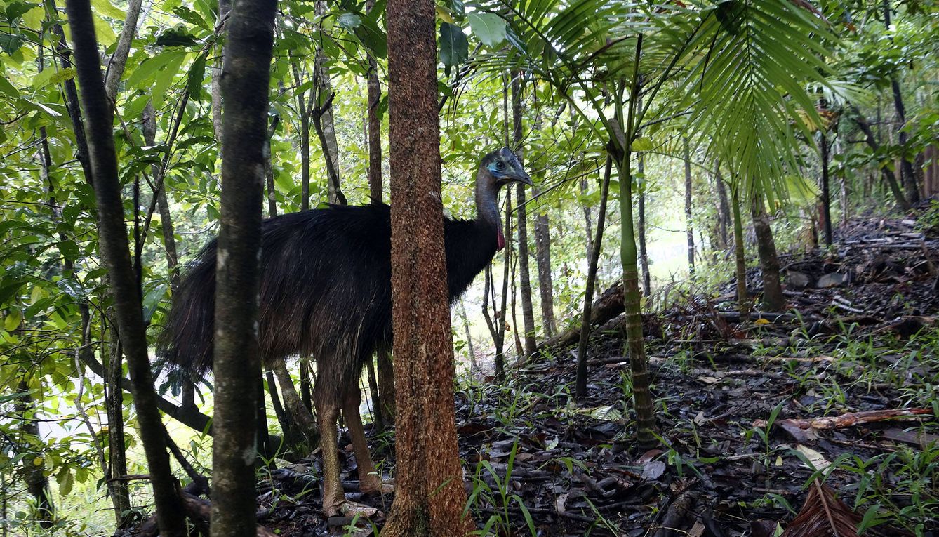 Un casuario en plena selva australiana. (Andoni Canela)