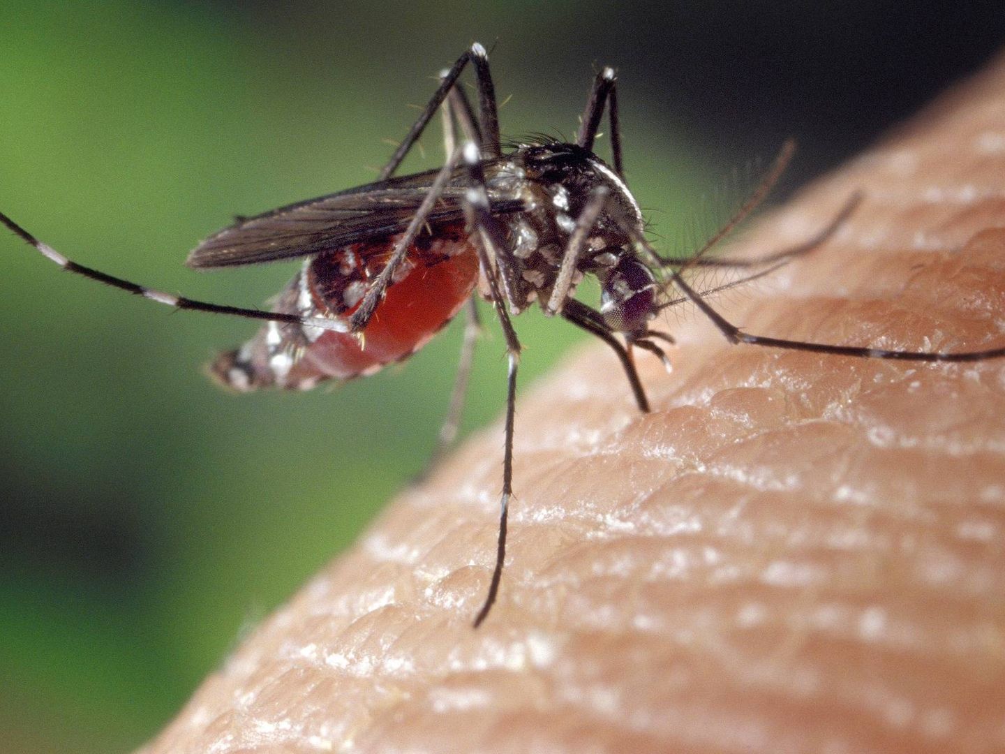 Un 'Aedes albopictus' con la tripa llena de sangre (Pixabay)