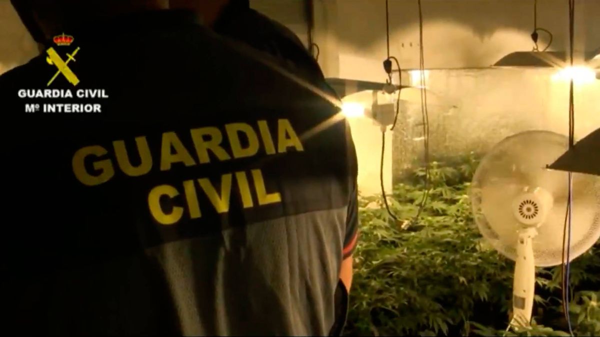 Incautadas 1.500 plantas de marihuana en varias operaciones antidroga