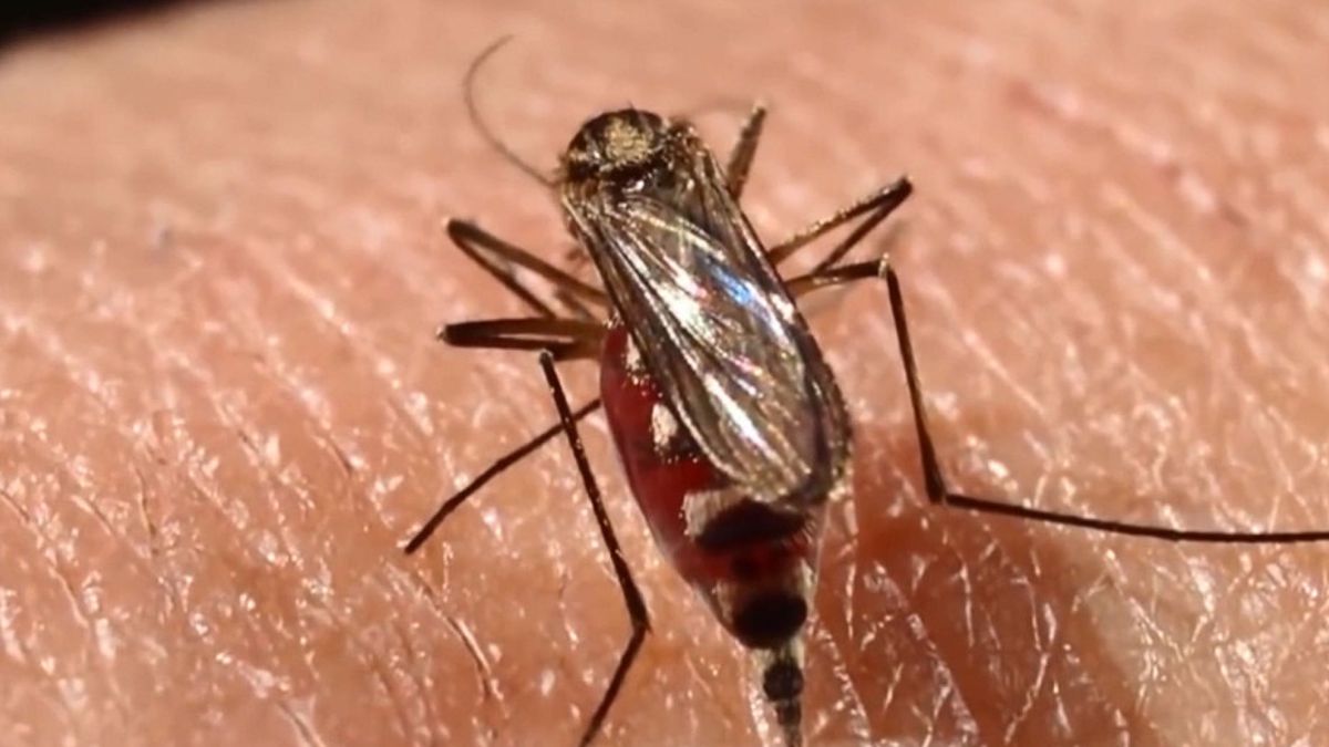 El 'mosquito ninja': es pequeño, pica varias veces y no te das cuenta
