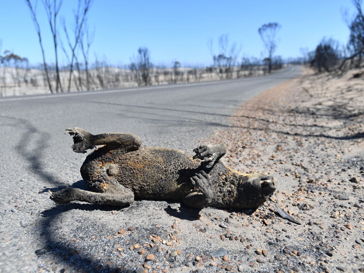 Foto: Un koala muerto por los incendios de Australia. Foto: EFE EPA DAVID MARIUZ 
