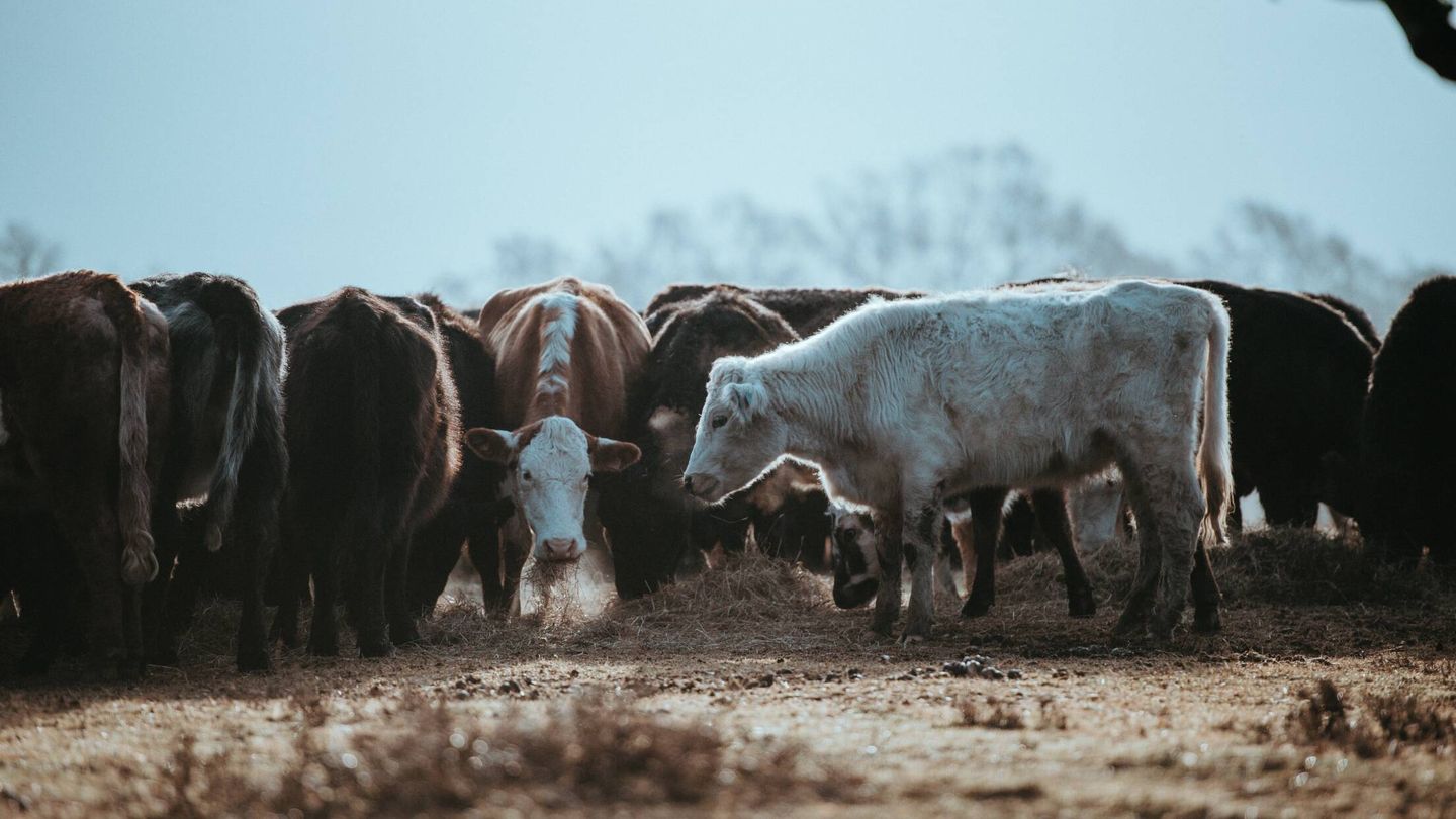 Una granja de tan solo 200 vacas fue capaz de vertir 200.000 litros de purines. Foto: Unsplash