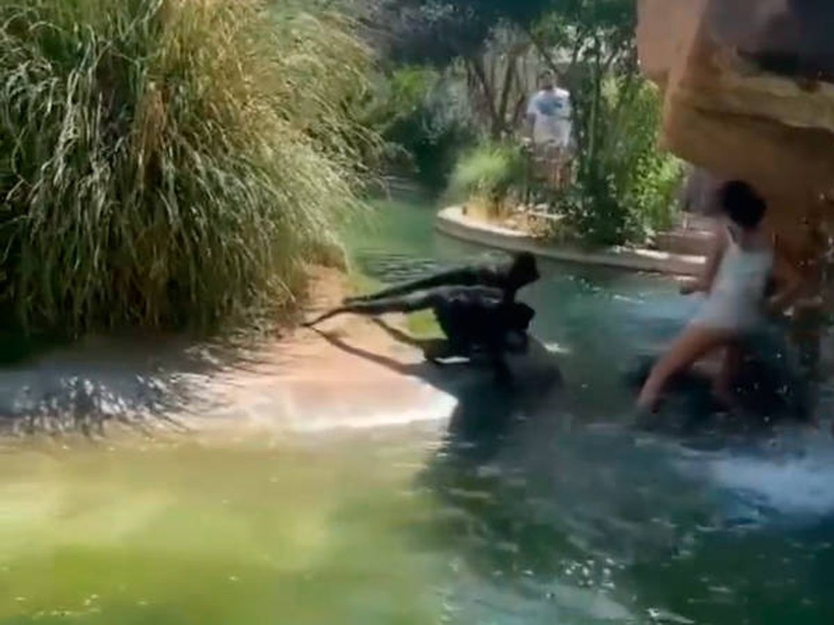 Foto: Los monos araña tienen miedo al agua, por eso no cruzan el foso (Instagram)