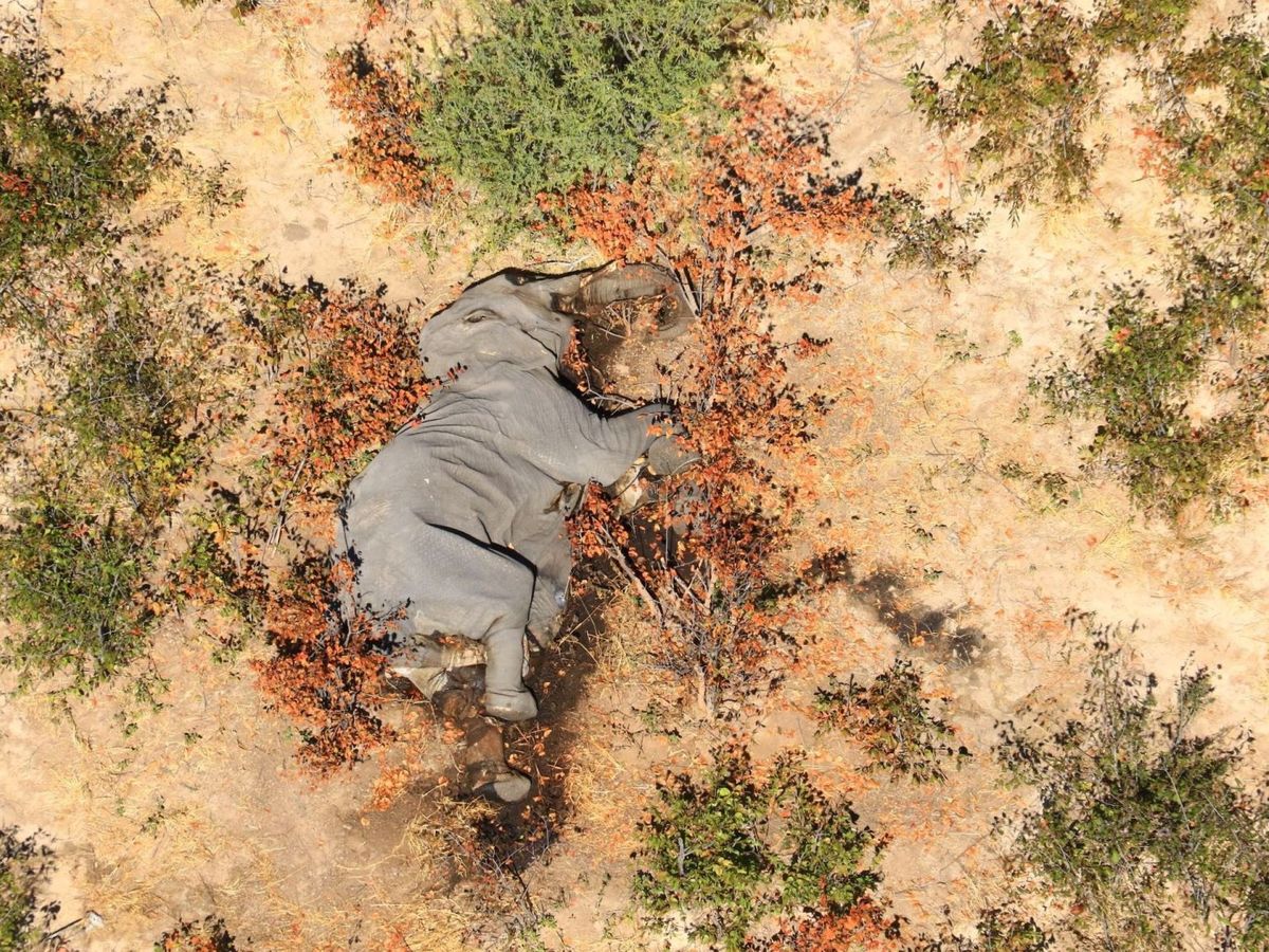 Foto: Uno de los elefantes muertos en Botsuana. Foto: EFE