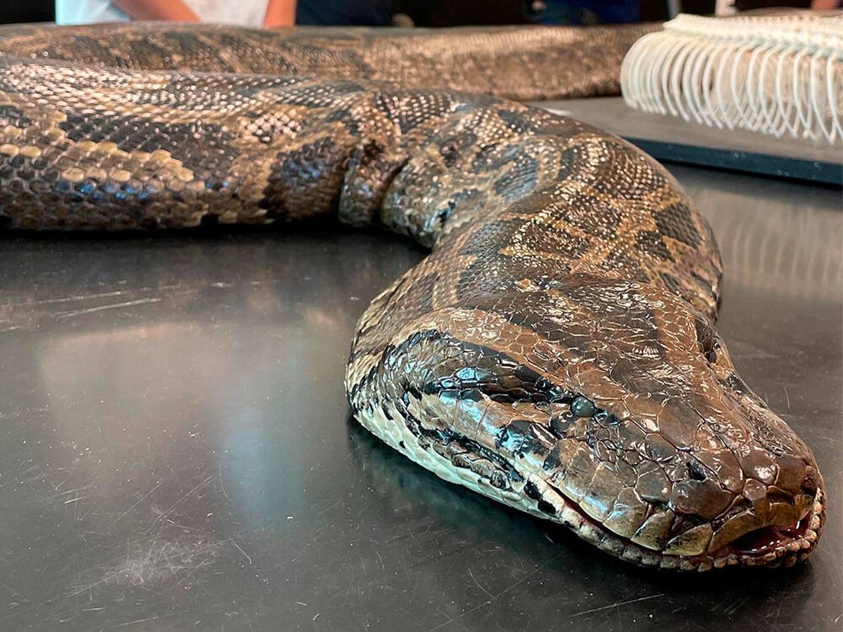 Foto: ¡Espectacular hallazgo! Cazan una serpiente pitón de 97 kilos y 5 metros de largo (Twitter: @ConservancySWFL)