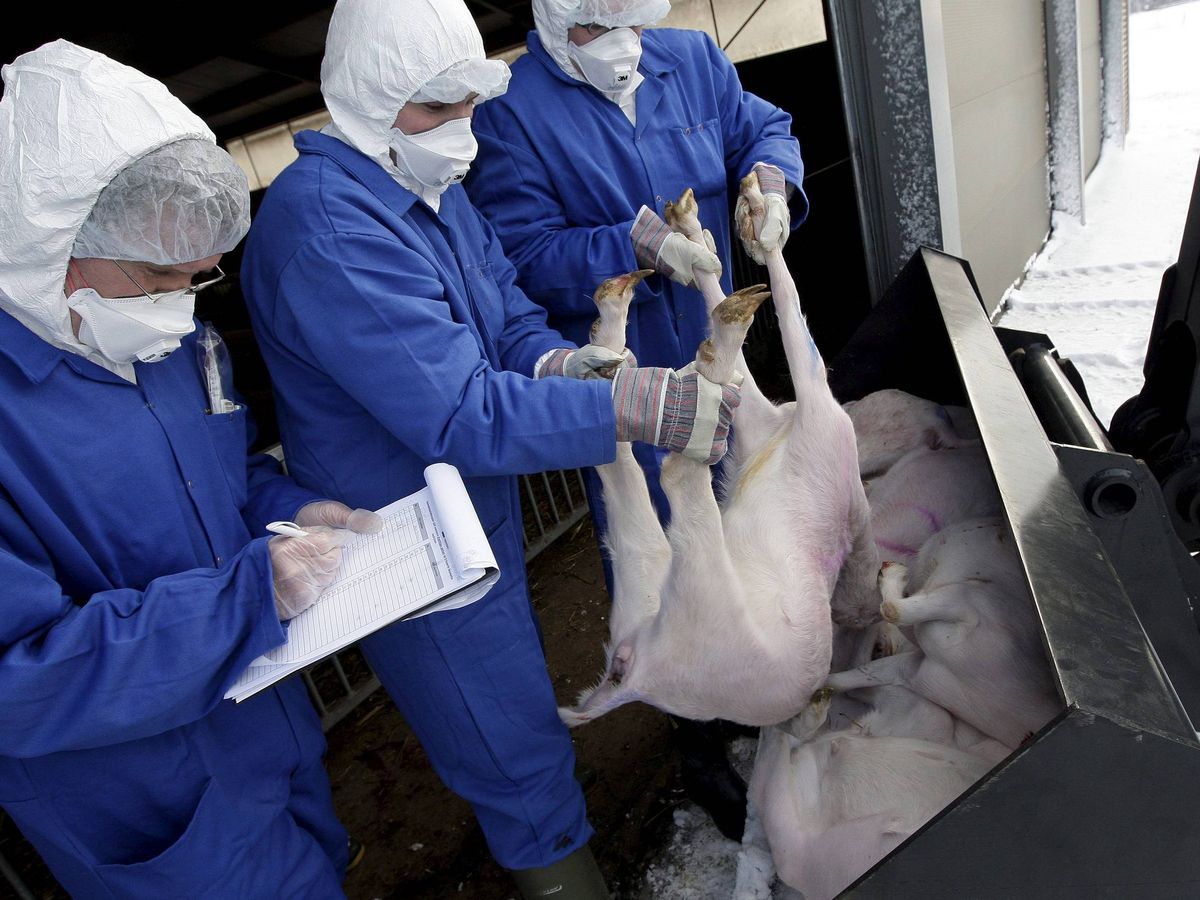 Foto: Sacrificio de cabras en Holanda para evitar la propagación de fiebre Q (EFE/Ed Oudenaarden)