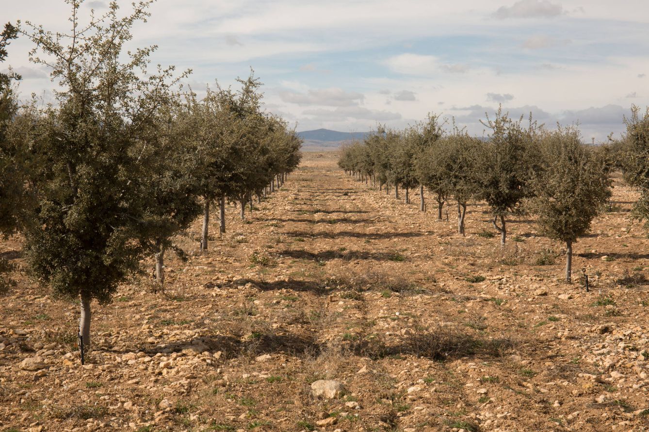 Plantación de encinas truferas en la provincia de Teruel. (D.B.)