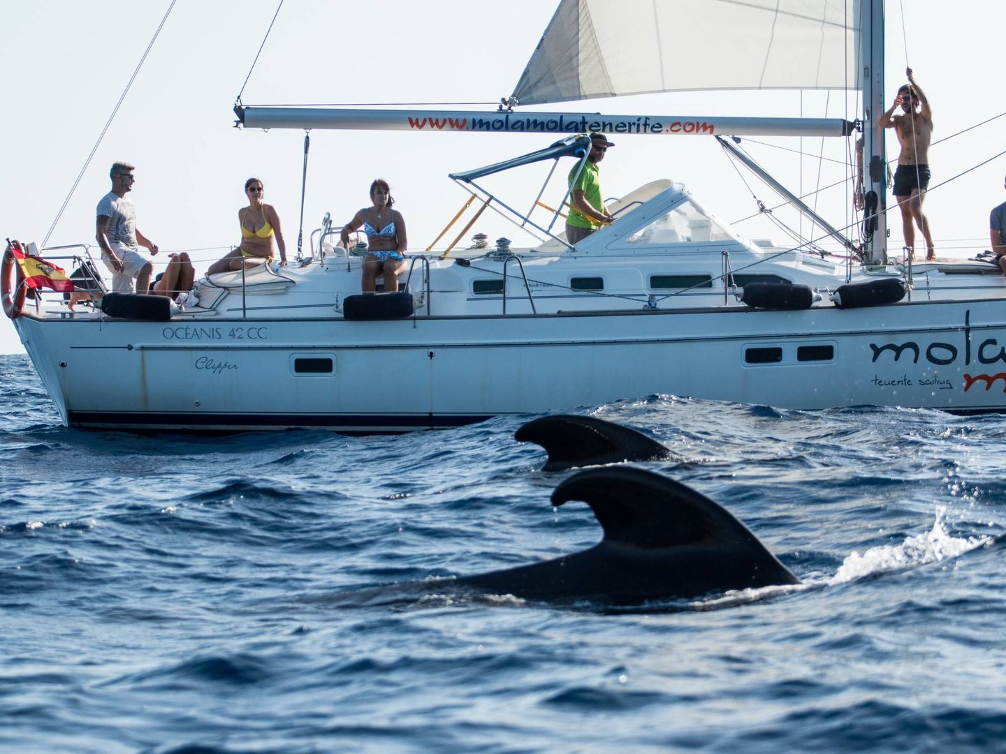 No te pierdas una salida en barco al amanecer en busca de ballenas.