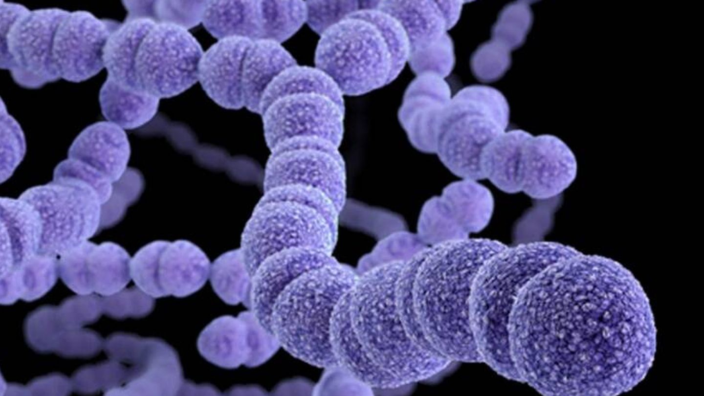 Streptococcus mutans. (CDC)