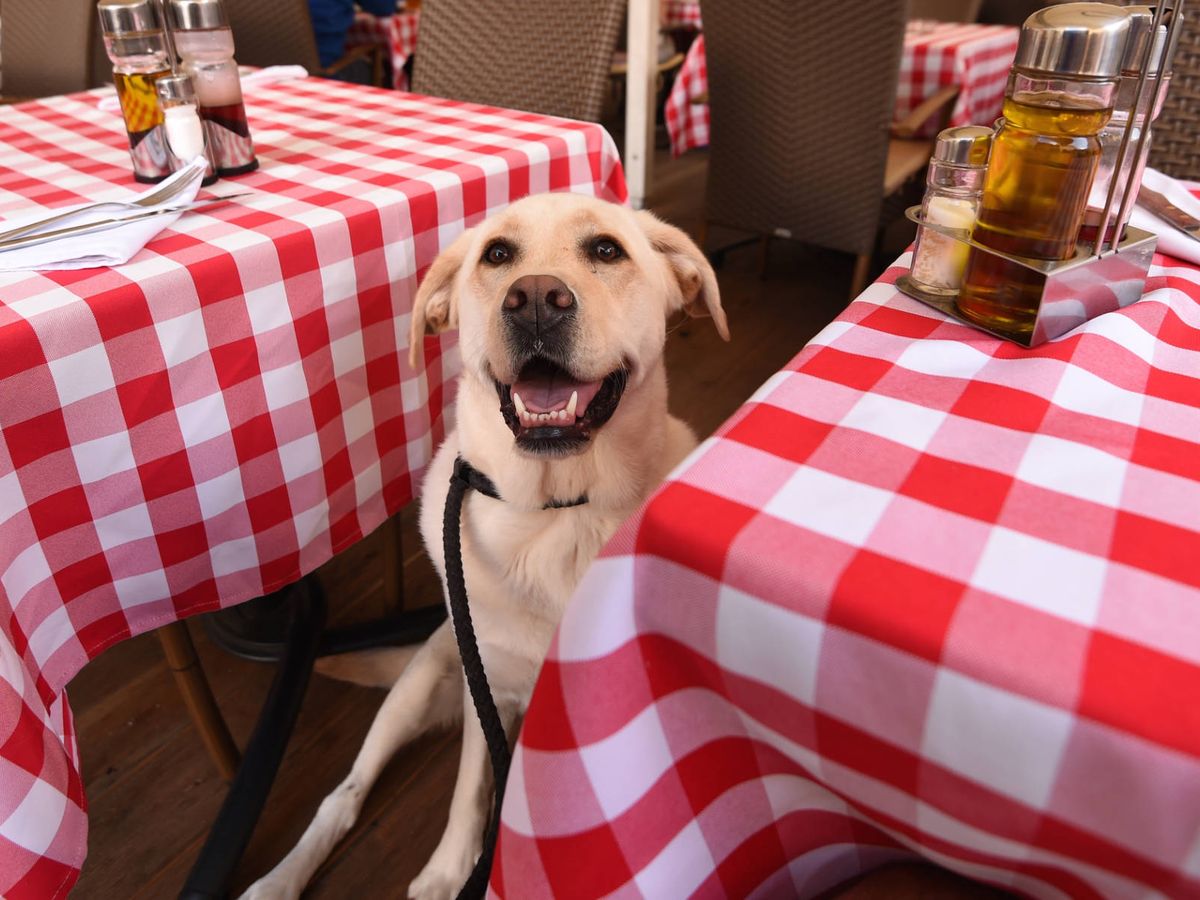 Foto: Un perro, en un restaurante (iStock)