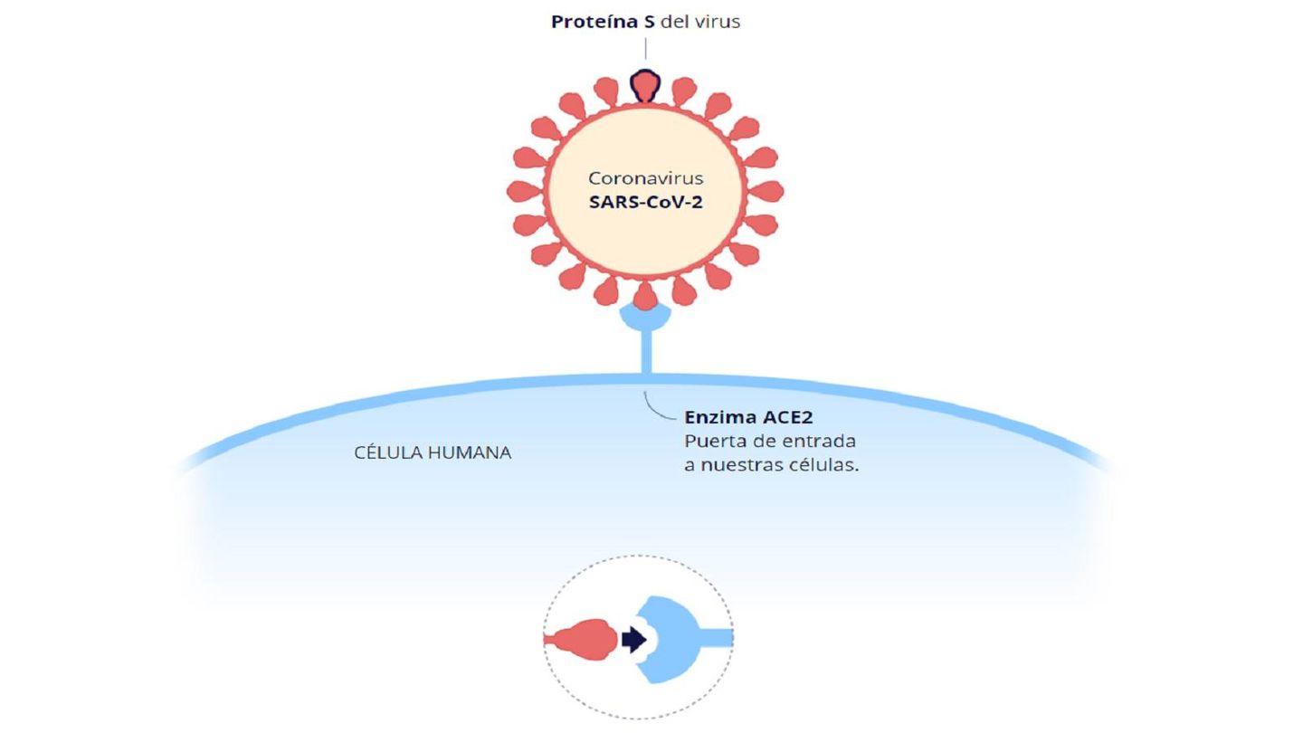 Así se adhiere a las células la proteína S. (Ministerio de Sanidad)