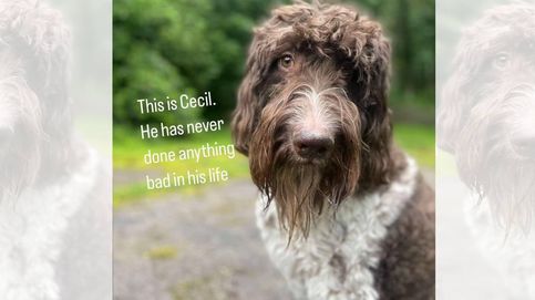 Noticia de La historia viral de Cecil: el perro que se comió 4.000$ en efectivo de su familia