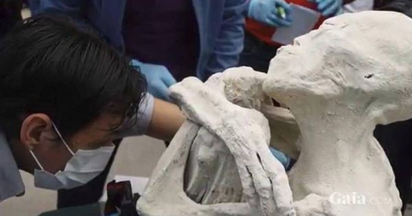 Foto: La extraña momia encontrada en Nazca y que ahora investigan científicos rusos. (Gaia)