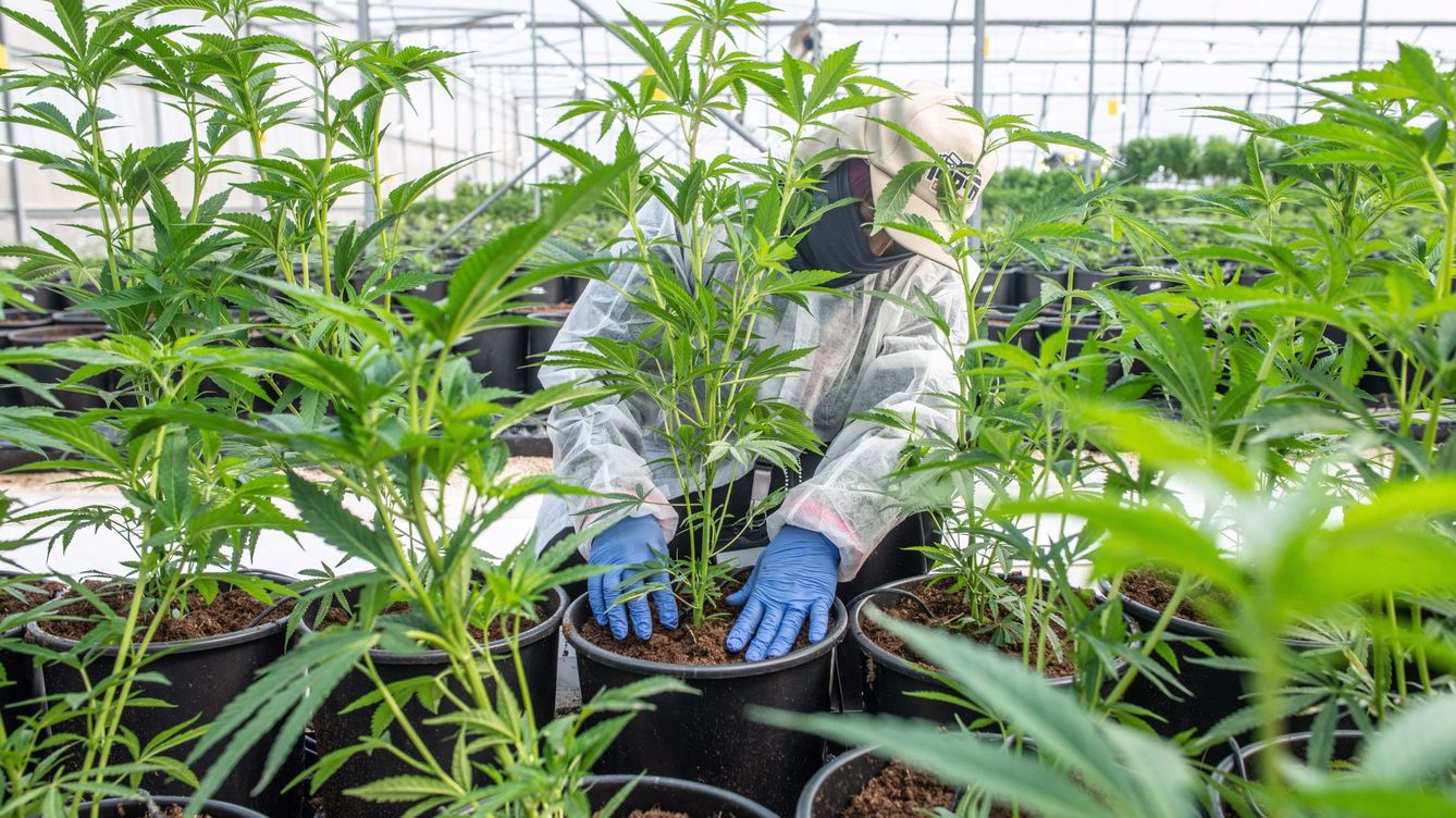 Foto: Un trabajador revisa las plantas de cannabis en un invernadero de la compañía BOL Pharma en Lod, Israel. (EFE)
