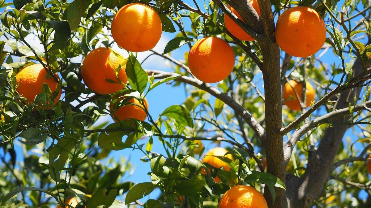 Los trucos para comprar las mejores naranjas en el mercado