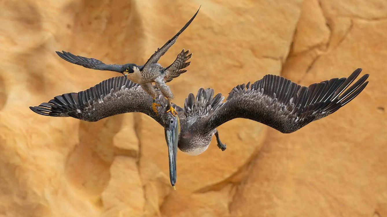 Foto: Una hembra de halcón peregrino atacando a un pelícano (Jack Zhi/ Bird photographer of the year 2023)