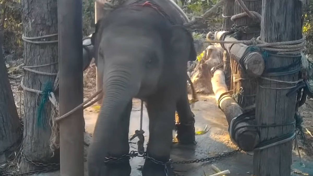 Destapan la tortura que sufren los elefantes cuando son entrenados para turistas