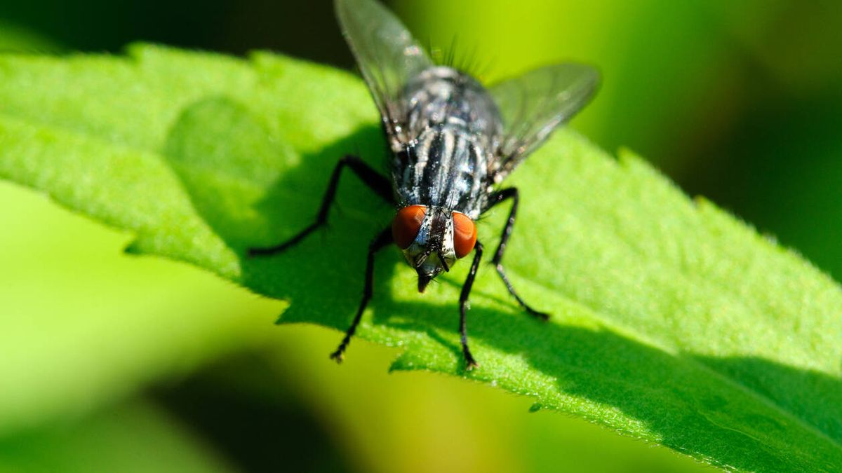 Alertan de una plaga de mosca negra tras la ola de calor: mordeduras en forma de sierra