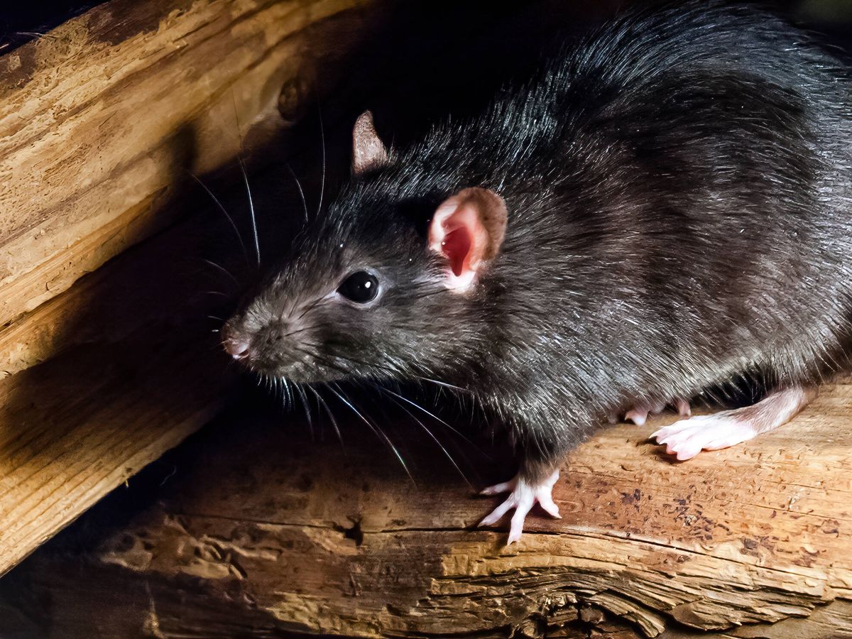 Foto: La población de rata negra aumenta "notablemente" en ciudades como Madrid o Valladolid (iStock)