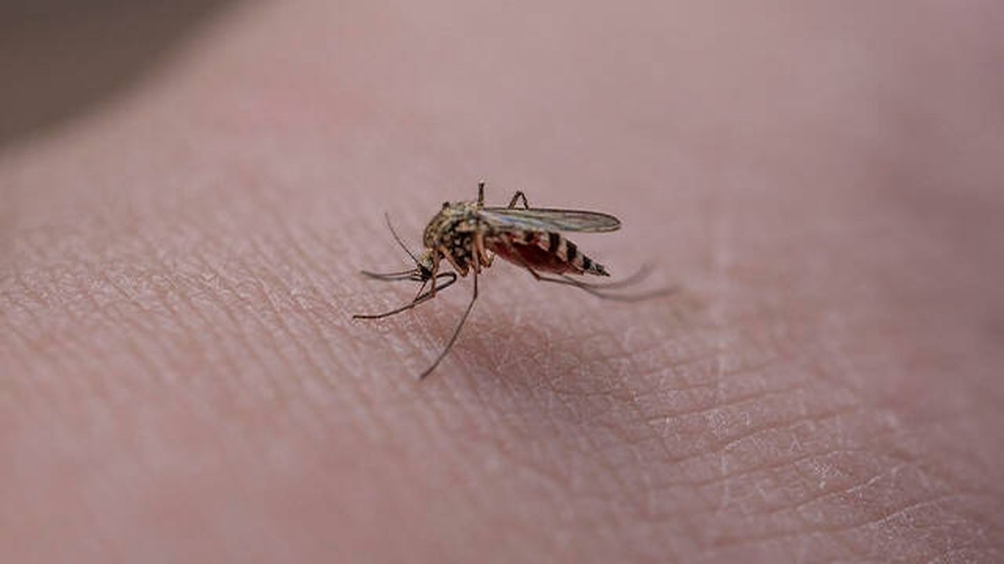 Las picaduras de los mosquitos son muy molestas. Evítalas con estas plantas (Pixabay)