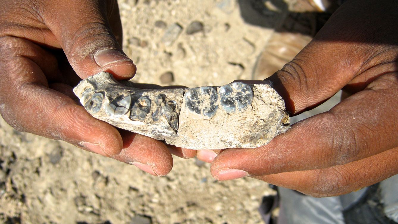 Foto: Fósil encontrado en la región etíope de Afar. (Brian Villmoare)