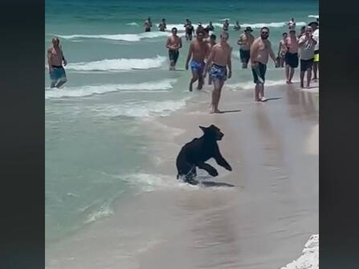 Foto: Un oso aparece en la orilla de una playa y siembra el pánico entre los bañistas. (TikTok)