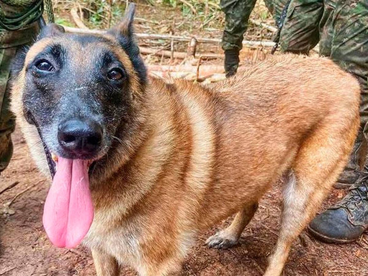 Foto: La búsqueda en la selva de Colombia no cesa tras los niños: el perro rescatista Wilson se ha perdido (Fuerzas Militares de Colombia)
