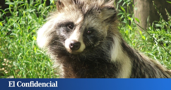 Así es el tanuki, el 'inocente' perro mapache asiático que puede ...