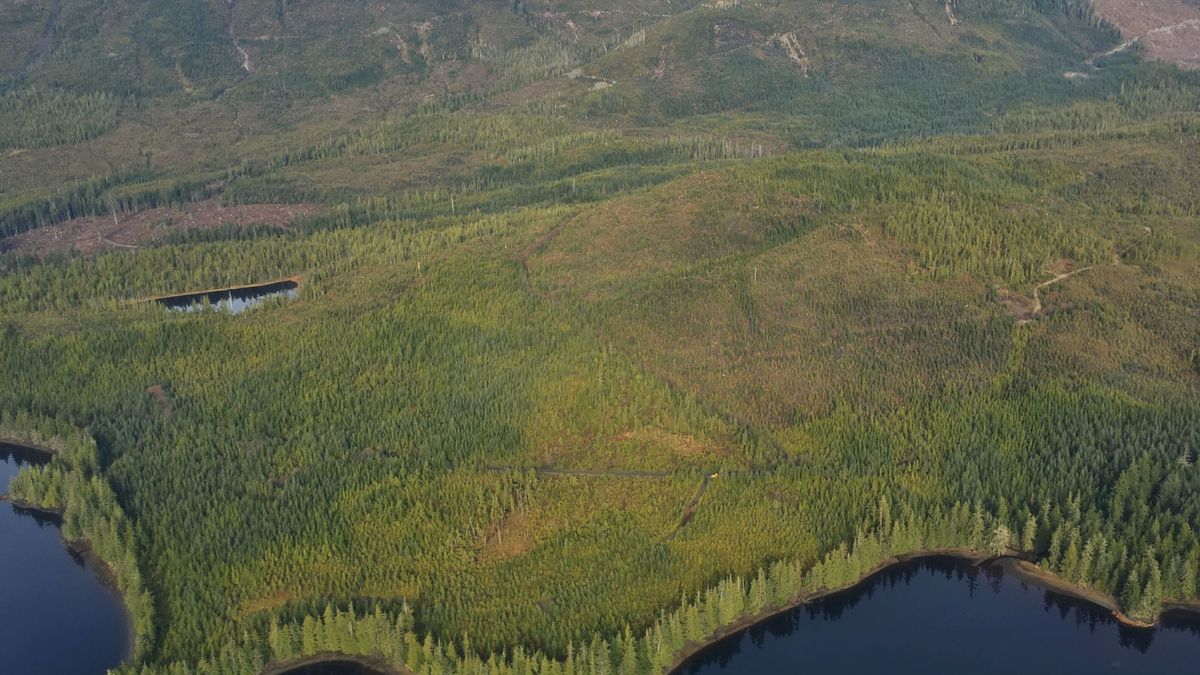 Donald Trump permitirá la explotación de un bosque protegido de Alaska