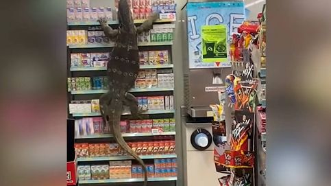 Un lagarto de tres metros se cuela en una tienda de Tailandia provocando el pánico