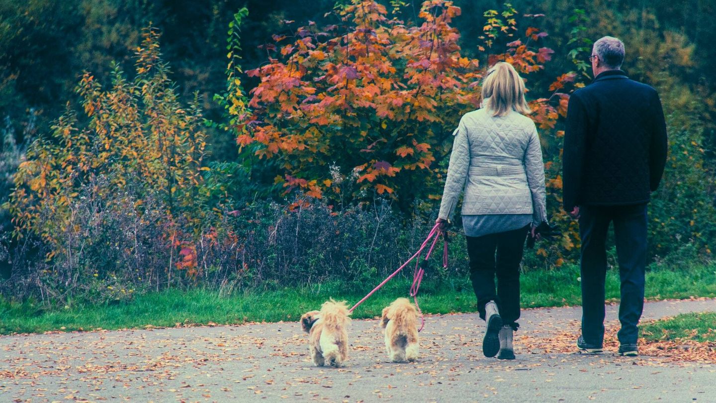 Obligarte a caminar al ritmo de tu perro tiene muchos beneficios para vuestra salud (Mark Timberlake para Unsplash)