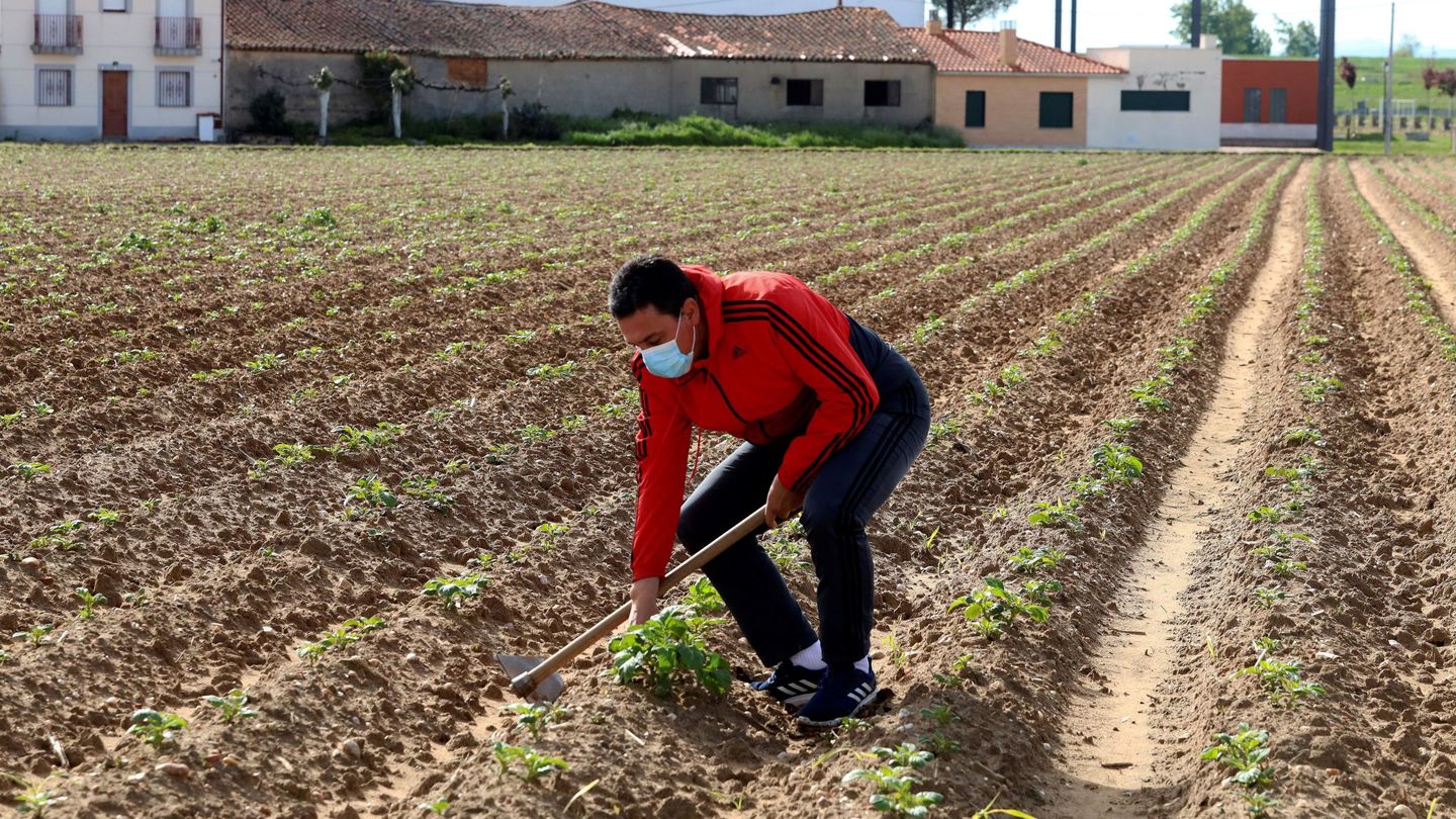 Un agricultor trabajar en una plantación de patatas en Salamanca. (EFE)