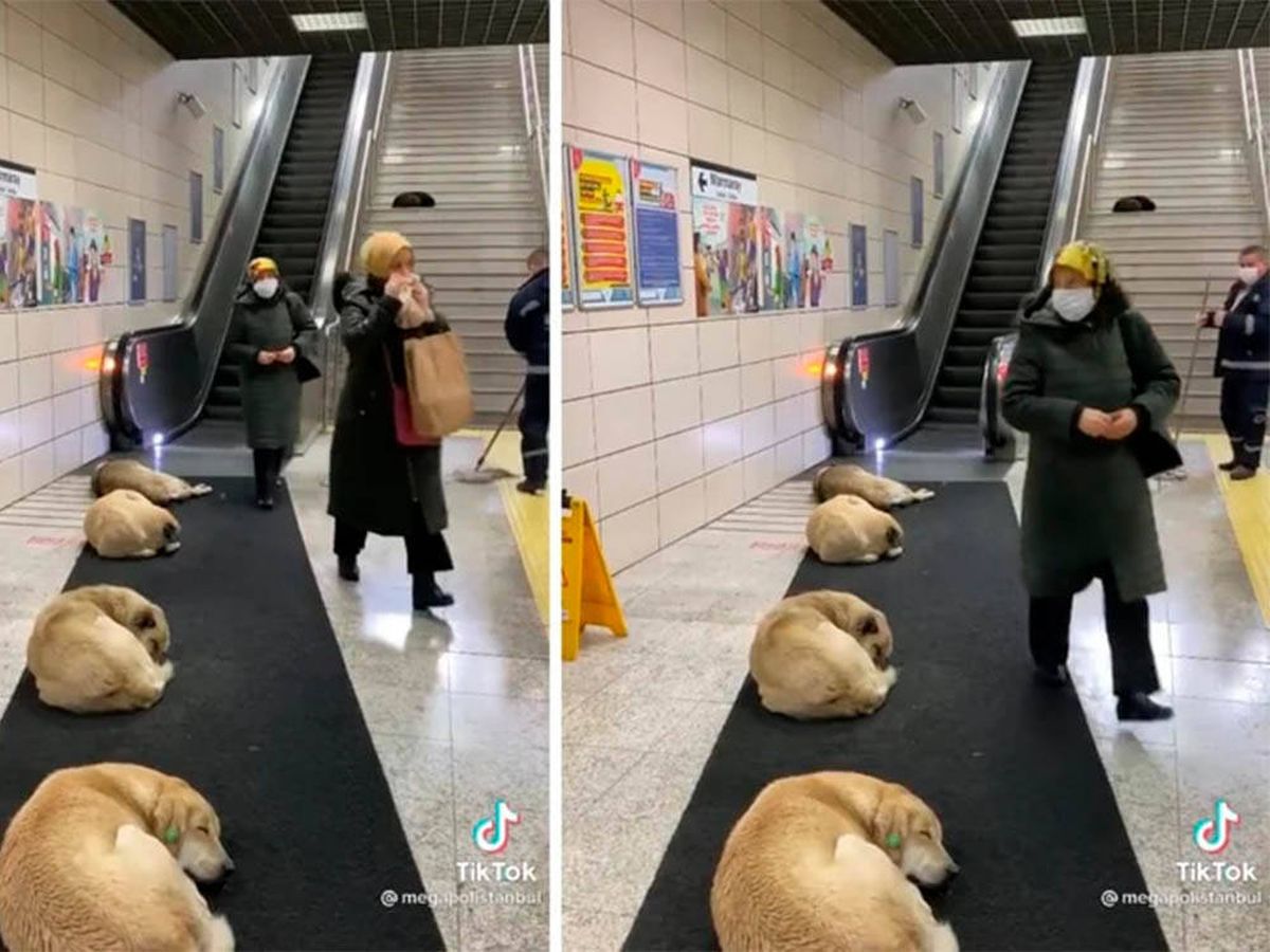 Foto: El tierno vídeo de los perros callejeros turcos durmiendo en el Metro (TikTok @megapolistanbul)