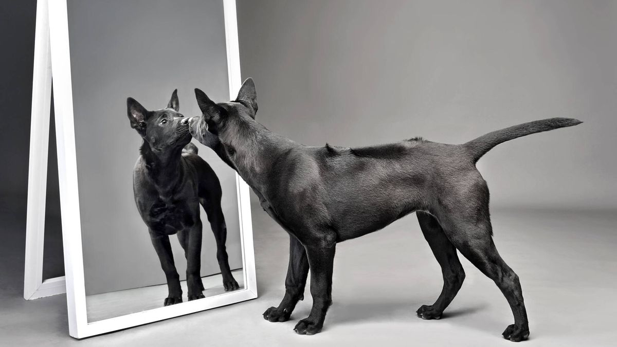 ¿Qué animales son capaces de reconocerse en el espejo?