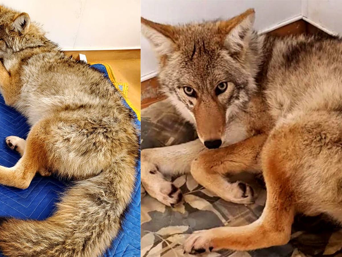 Foto: El hospital ha difundido imágenes del coyote, que se encuentra en buen estado (Foto: Facebook)