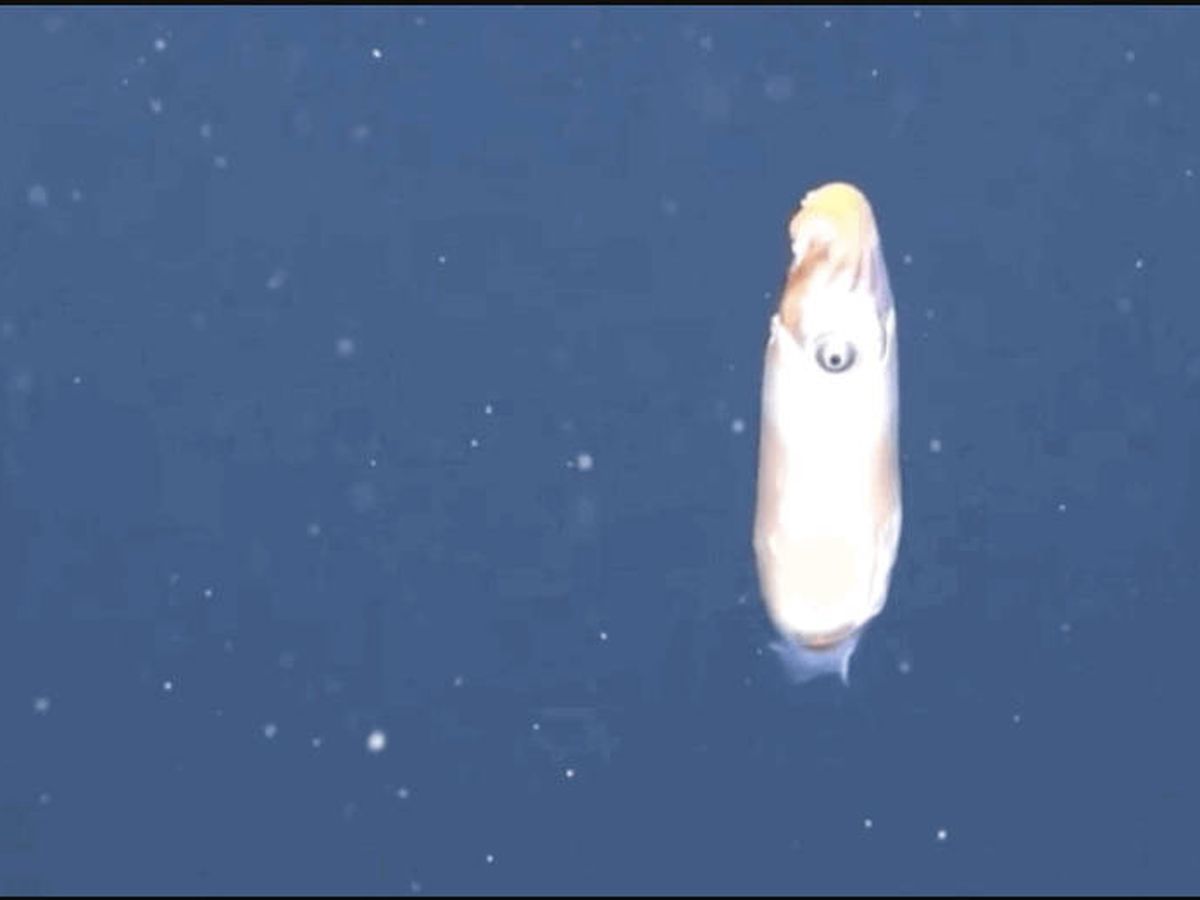 Foto: 'Spirula spirula' flotando en las profundidades del mar. Foto: YouTube