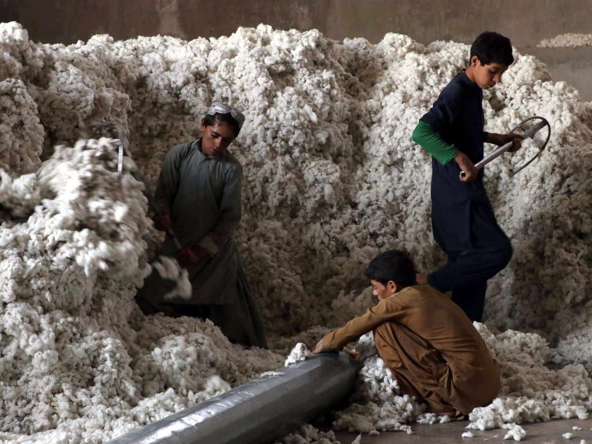 Foto: Niños trabajadores almacenan algodón en Kandahar, Afganistán. (EFE)