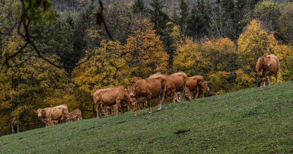 Foto: Las vacas austriacas estarán protegidas por un código de conducta (EFE EPA/Filip Singer)
