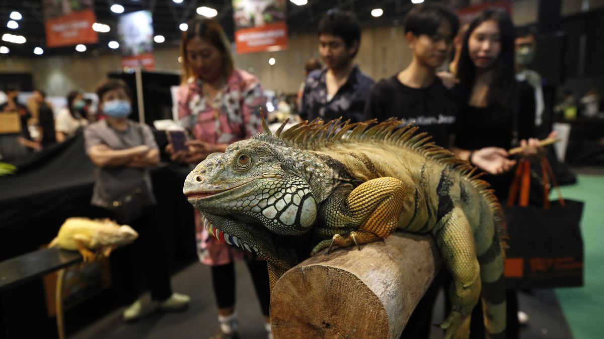 Tailandia sufre una invasión de iguanas: queda prohibida su importación bajo pena de cárcel de hasta 10 años