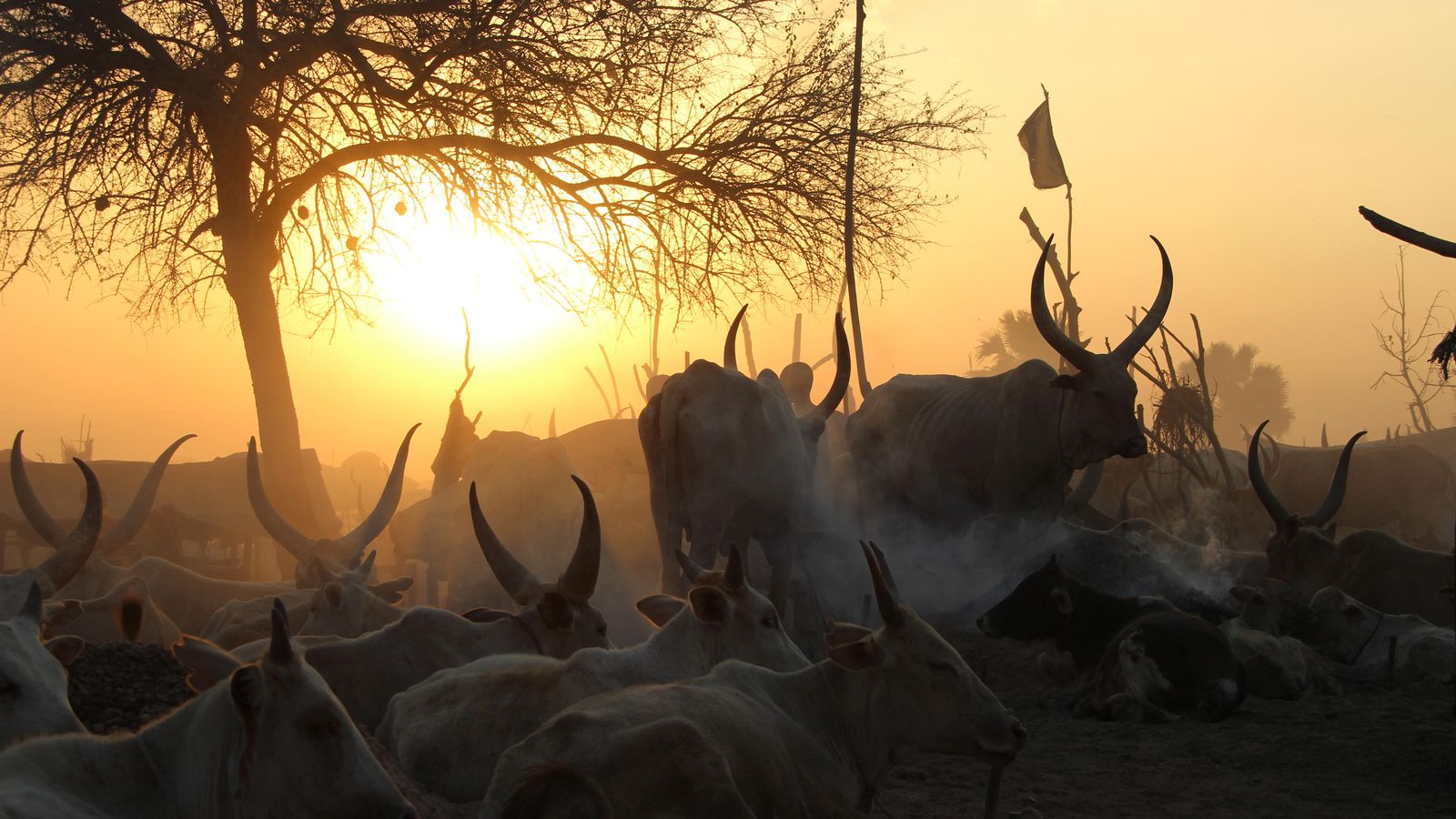 Foto: En Sudán del Sur es habitual el pago de dotes con vacas (G. Araluce).