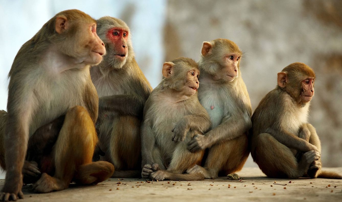 Una pequeña familia de monos Rhesus 