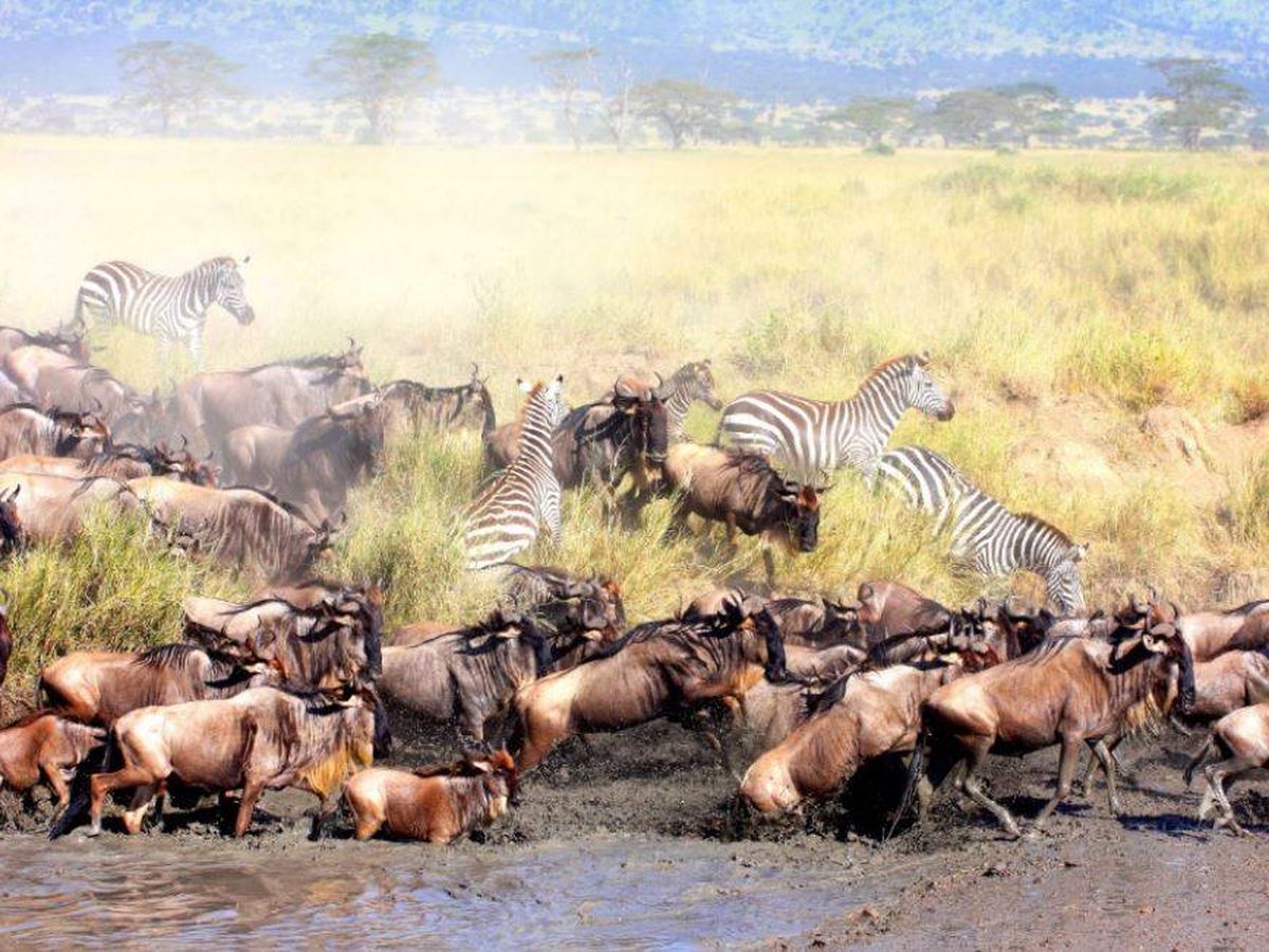 Foto: Ñus cruzando el Serengueti. (Javier Brandoli)