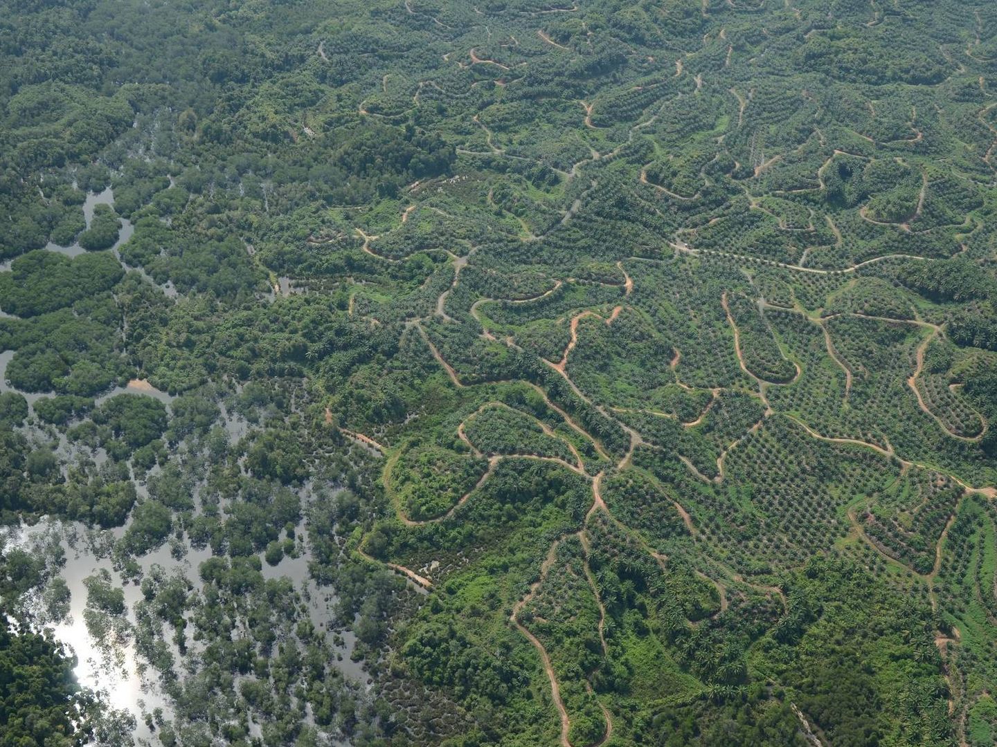 Selva de Borneo interrumpida por cultivos y otras actividades humanas (Current Biology)