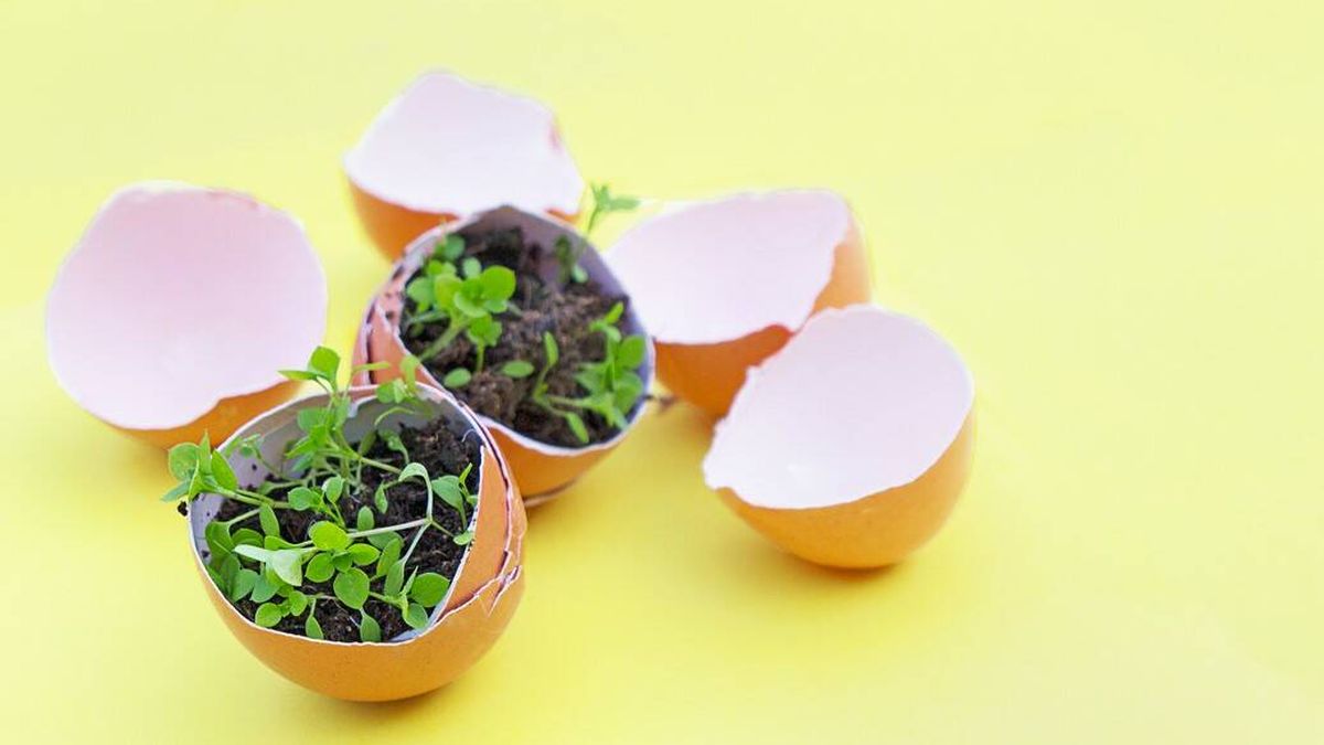 'Oro' para tu jardín: conoce los beneficios que la cáscara de huevo aporta a tus plantas