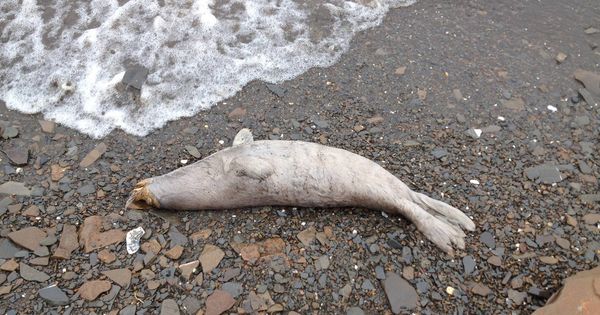 Foto: Una de las focas que ha aparecido muerta en las costas de Alaska. (NOAA)