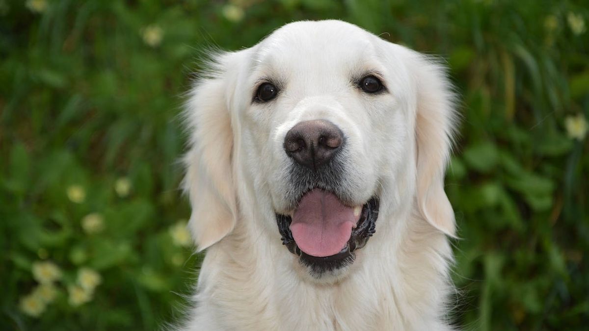 El cáncer que se contagia de perro a perro: el más antiguo del mundo