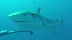 Descubren en Australia cuatro nuevas especies de tiburón