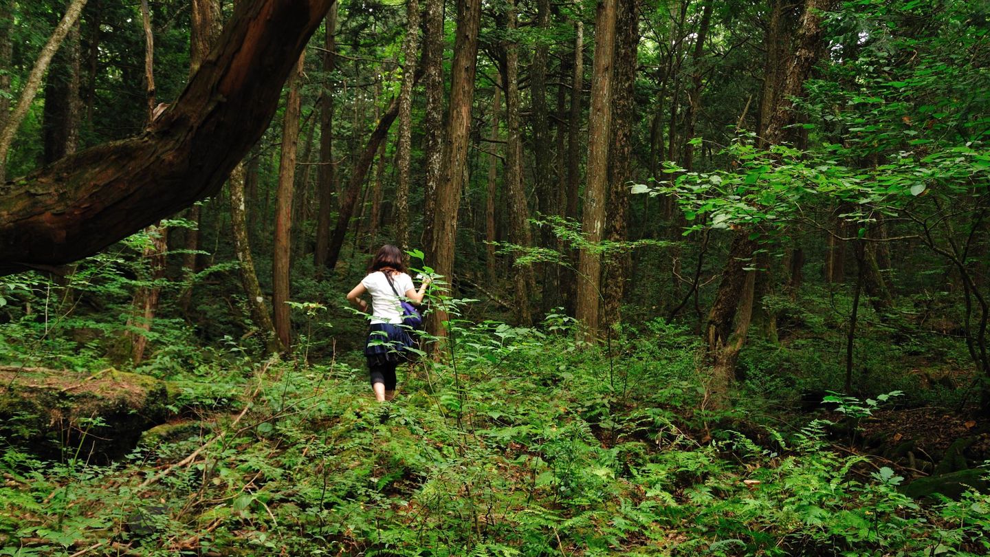 El bosque de Aokigahara. (CC/ajari)